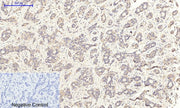 BT LAB manufacturer product image