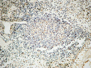 BT LAB manufacturer product image