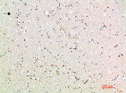 BT LAB manufacturer product image