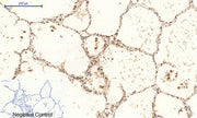 BT LAB manufacturer product image