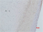 BT LAB manufacturer product image