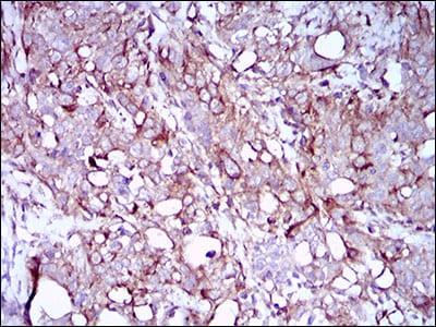 BT LAB manufacturer product image