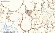 BT LAB manufacturer product image
