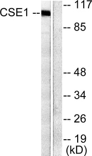 BT LAB manufacturer product image