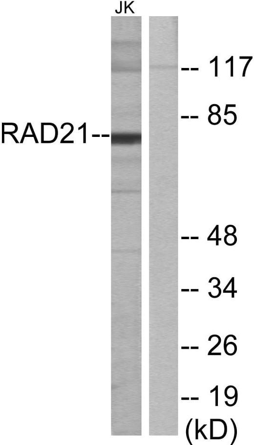 BT LAB manufacturer product image