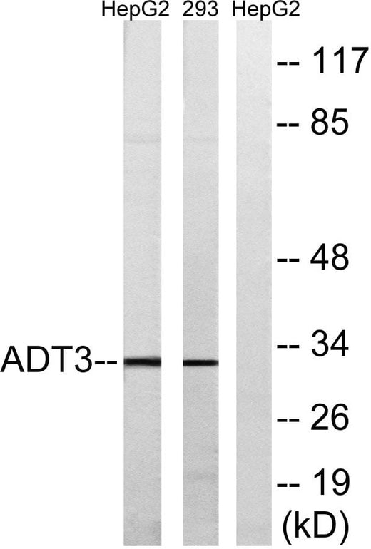 BT LAB manufacturer product image