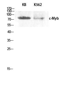 BT LAB manufacturer product image