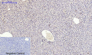 BT LAB manufacturer product image