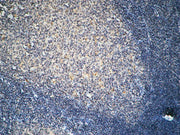 BT LAB manufacturer product image
