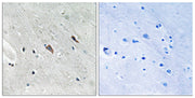 BT LAB manufacturer product image