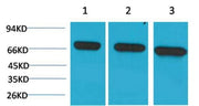 BT LAB manufacturer product image