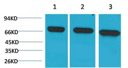BT LAB manufacturer product image