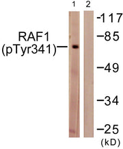 BT LAB manufacturer product image