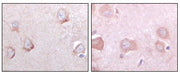 BT LAB manufacturer product image