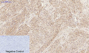 BT LAB manufacturer product image