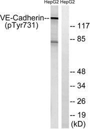 BT LAB manufacturer product image