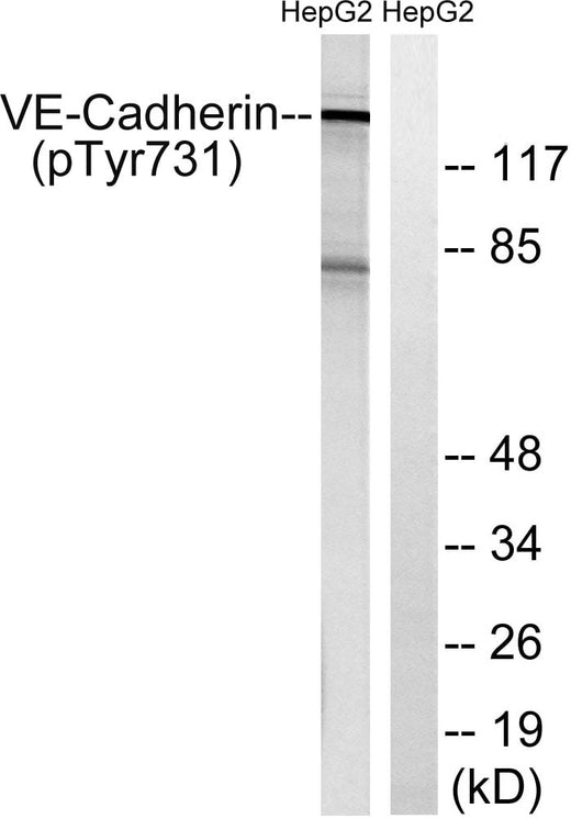 BT LAB manufacturer product image