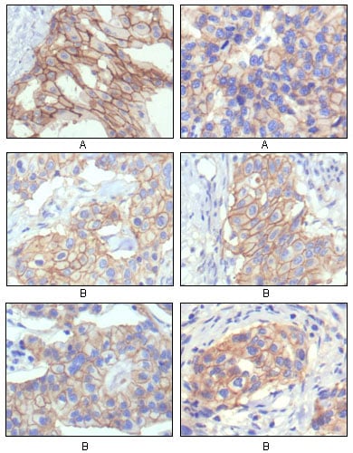 BT LAB manufacturer product image