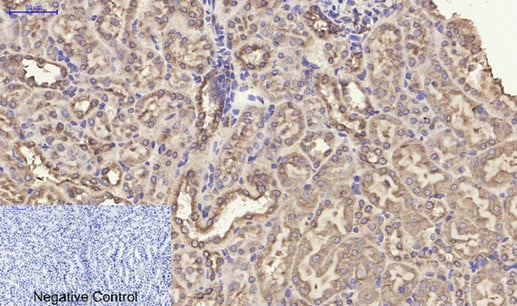 BT LAB manufacturer product image