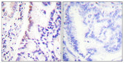 BT LAB manufacturer product image
