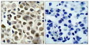 BT LAB manufacturer product image