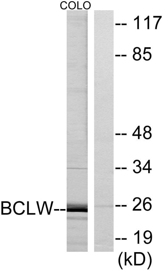 BT LAB manufacturer product image