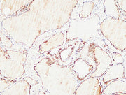 BT LAB manufacturer product image