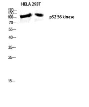 BT LAB manufacturer product image