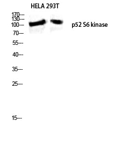BT LAB manufacturer product image