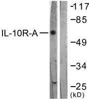 BT LAB manufacturer product image