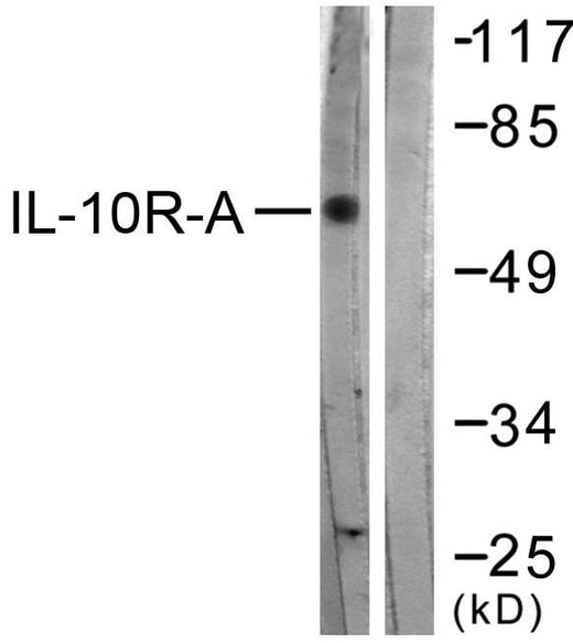 BT LAB manufacturer product image