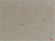 BT LAB manufacturer product image