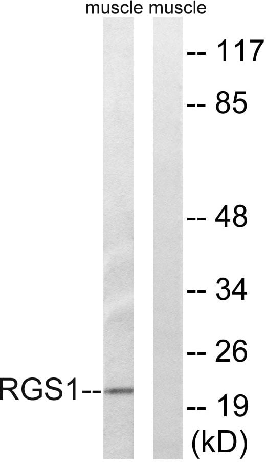 BT LAB manufacturer product image