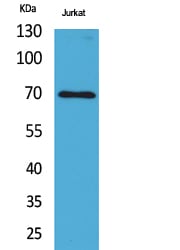 BT LAB manufacturer product image