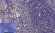 BT LAB manufacturer product image