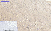 BT LAB manufacturer product image
