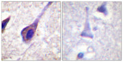 BT LAB manufacturer product image