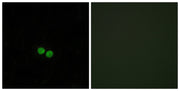 BT LAB manufacturer product image