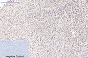 BT LAB manufacturer product image