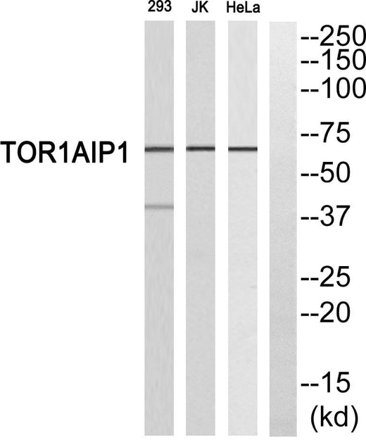 BT LAB manufacturer product image