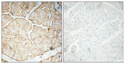 BT LAB manufacturer product image