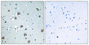 BT LAB manufacturer product image