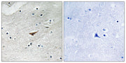 BT LAB manufacturer product image