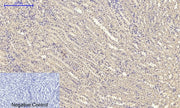 BT LAB manufacturer product image