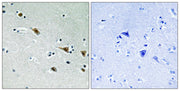 BT LAB manufacturer product image