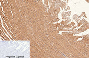 BT LAB manufacturer product image