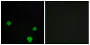 BT LAB manufacturer product image