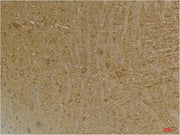 BT LAB manufacturer product image