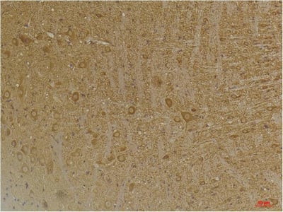 BT LAB manufacturer product image