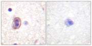 BT LAB manufacturer product image